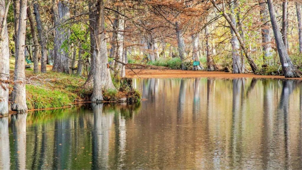 Cypress trees reflected in the clear water of Cypress Creek in Wimberley, Texas