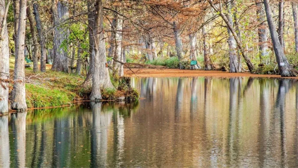 Cypress trees reflected in the clear water of Cypress Creek in Wimberley, Texas